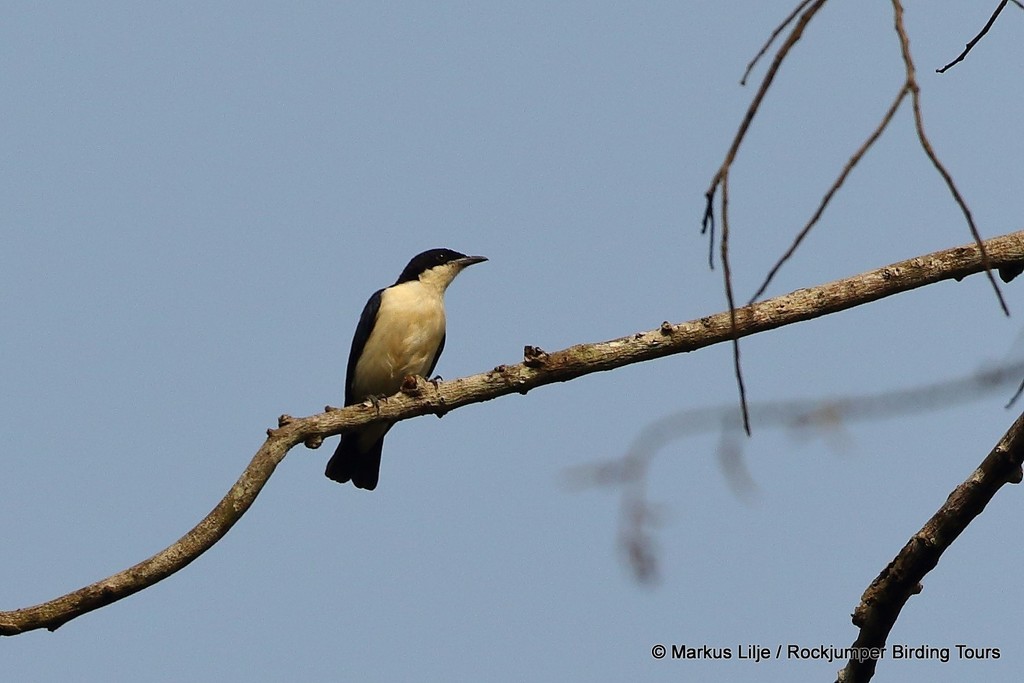 Violet-backed Hyliota (Hyliota violacea) photo