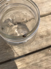 Agroiconota bivittata