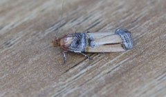 Dasypyga alternosquamella