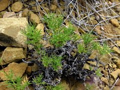Garuleum bipinnatum