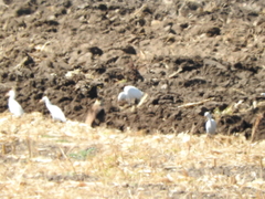 Caracara plancus