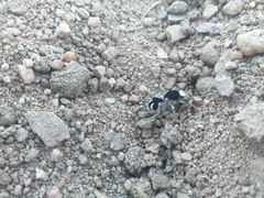 Traumatomutilla bifurca