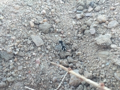 Traumatomutilla bifurca