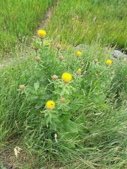 Centaurea macrocephala