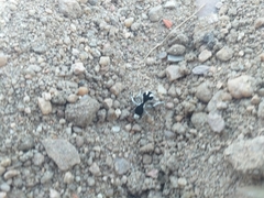 Traumatomutilla bifurca