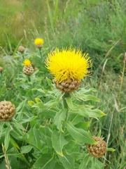 Centaurea macrocephala