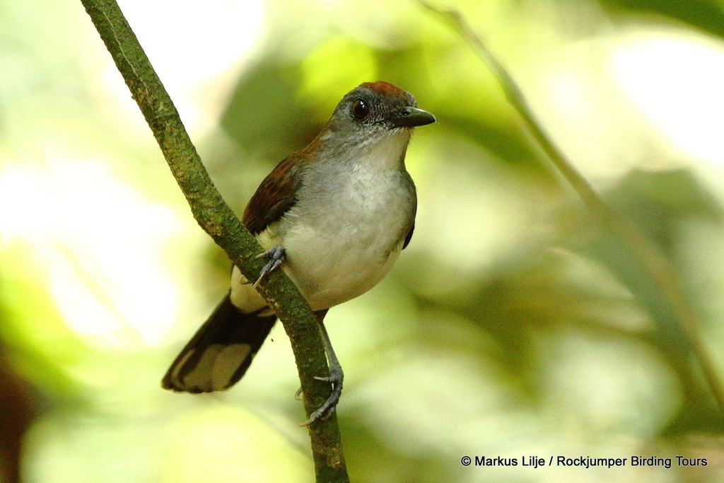 White-tailed Alethe photo