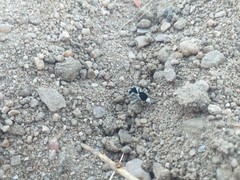 Traumatomutilla bifurca