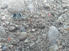 Traumatomutilla bifurca