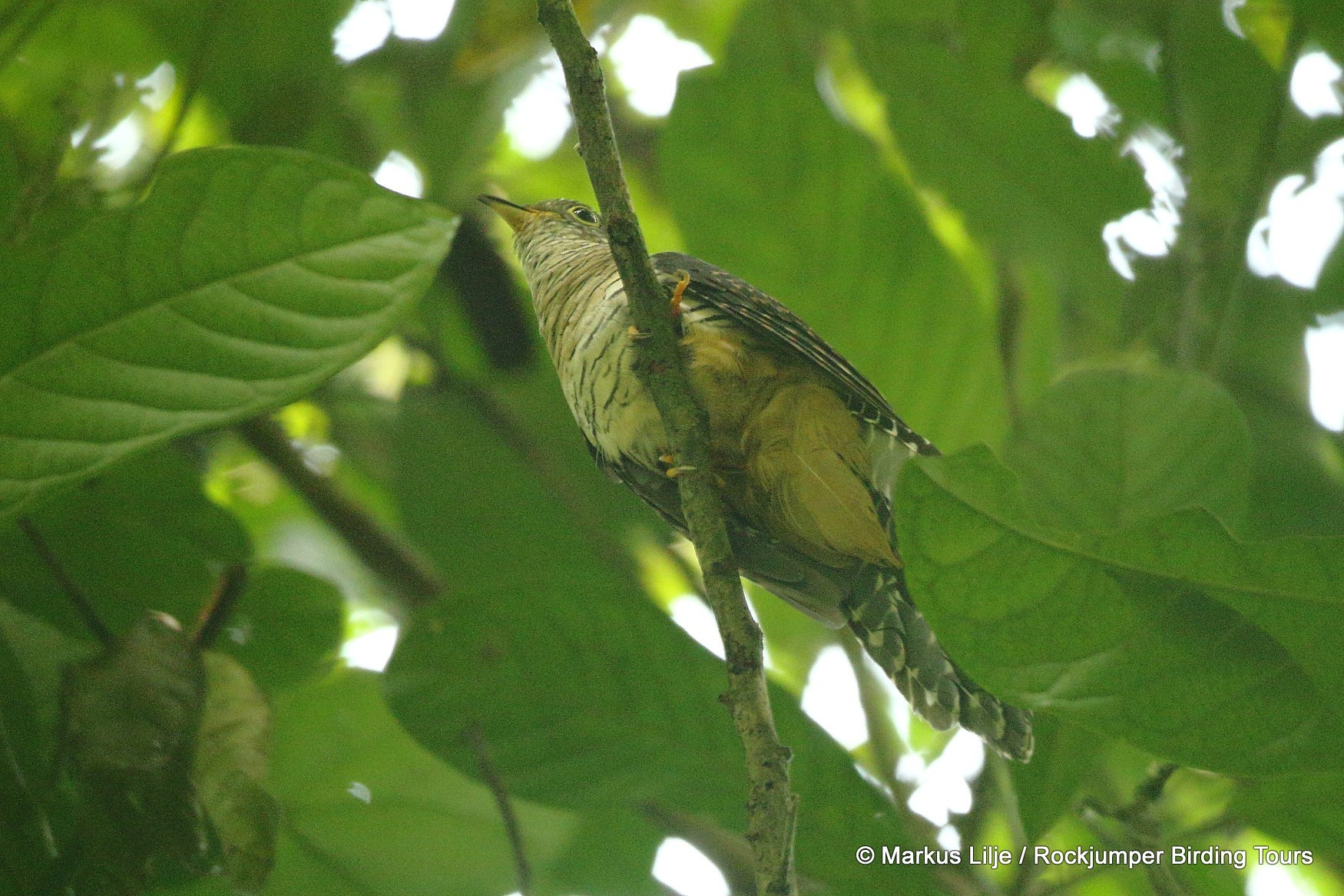 Dusky Long-tailed Cuckoo illustration