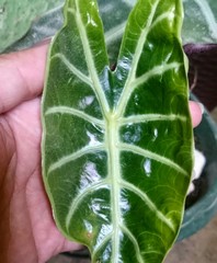 Alocasia amazonica