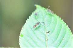 Diasemopsis silvatica