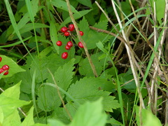 Actaea rubra rubra