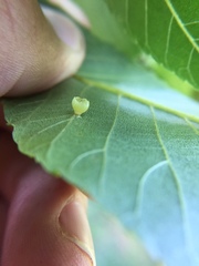 Caryomyia flaticrustum