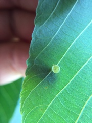 Caryomyia flaticrustum