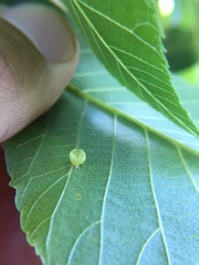 Caryomyia flaticrustum