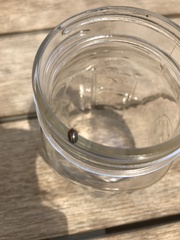 Agroiconota bivittata