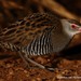 African Crake - Photo (c) markus lilje, some rights reserved (CC BY-NC-ND), uploaded by markus lilje