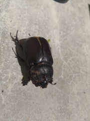 Oryctes nasicornis