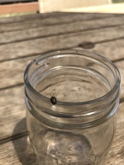 Agroiconota bivittata