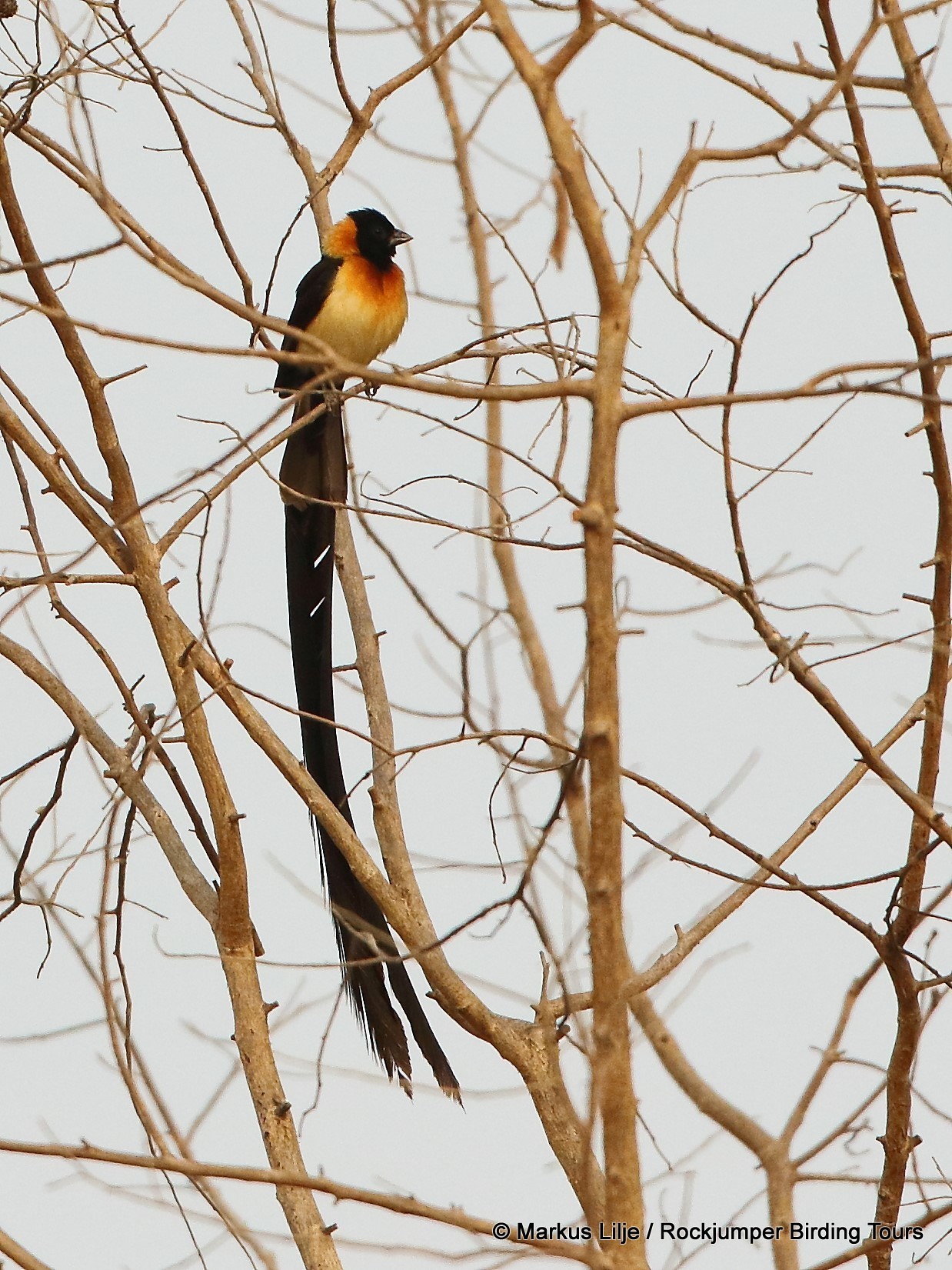 Togo Paradise-Whydah illustration