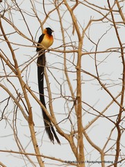 Vidua togoensis