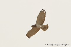 Circaetus beaudouini