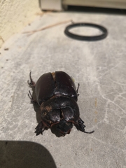 Oryctes nasicornis