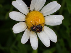 Trichiotinus assimilis