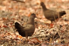 Ptilopachus petrosus