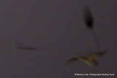 Caprimulgus longipennis