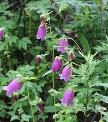Campanula punctata hondoensis