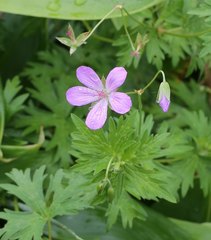 Geranium yesoense nipponicum