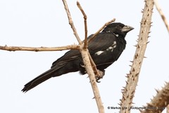 Bubalornis albirostris