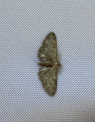 Eupithecia tenuiata