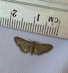 Eupithecia tenuiata