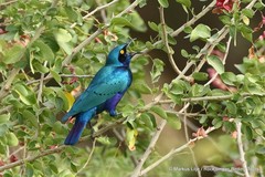 Lamprotornis chalcurus