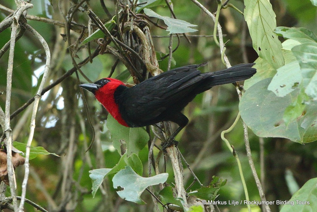 Crested Malimbe photo