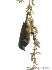 Spermestes fringilloides