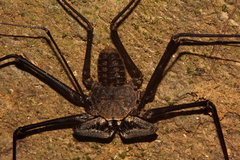 Paraphrynus laevifrons