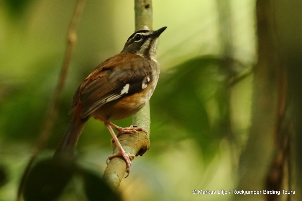 Forest Scrub-Robin photo