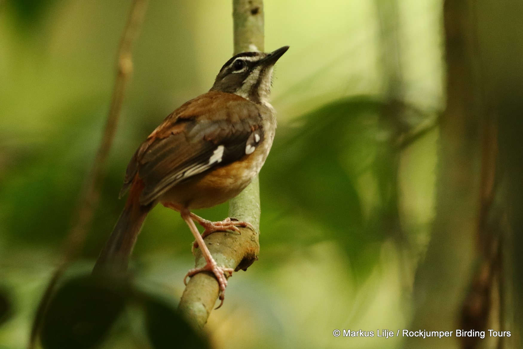 Forest Scrub Robin illustration