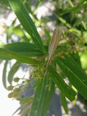 Asclepias curassavica