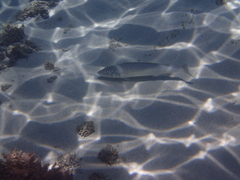 Sillaginodes punctatus