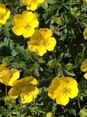 Potentilla aurea