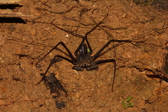 Paraphrynus laevifrons