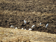 Caracara plancus