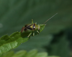 Neolygus viridis