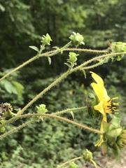 Silphium brachiatum