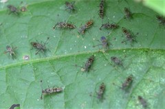 Diasemopsis silvatica